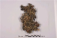 藏品(臺灣高山袋梅衣)的圖片